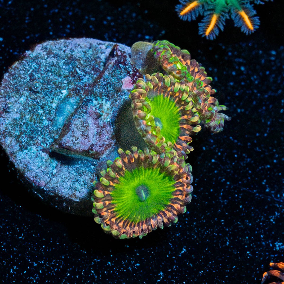 Candy Apple Greens Zoanthid - riptide aquaculture llc