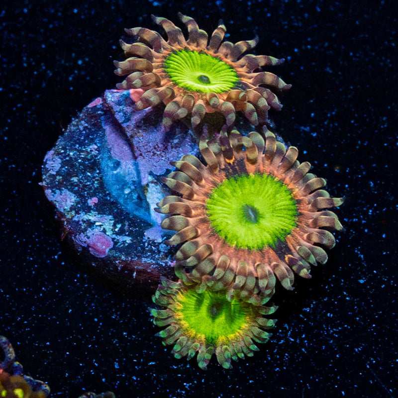 Chuckys Bride Zoanthid