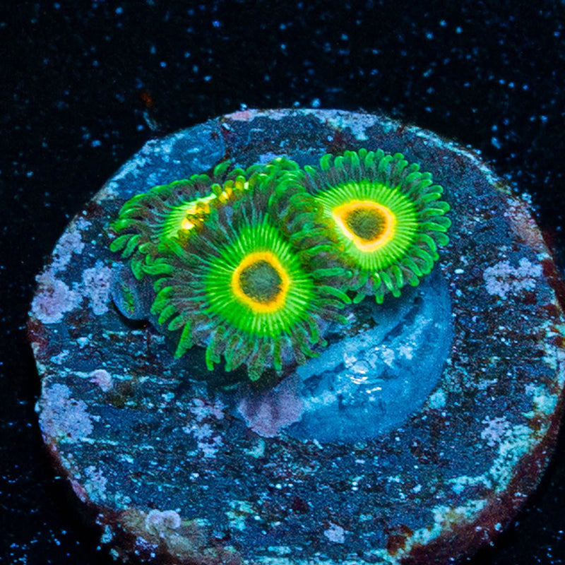 ultra Rasta Zoanthid