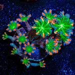ARC Firework Clove Polyps - riptide aquaculture llc