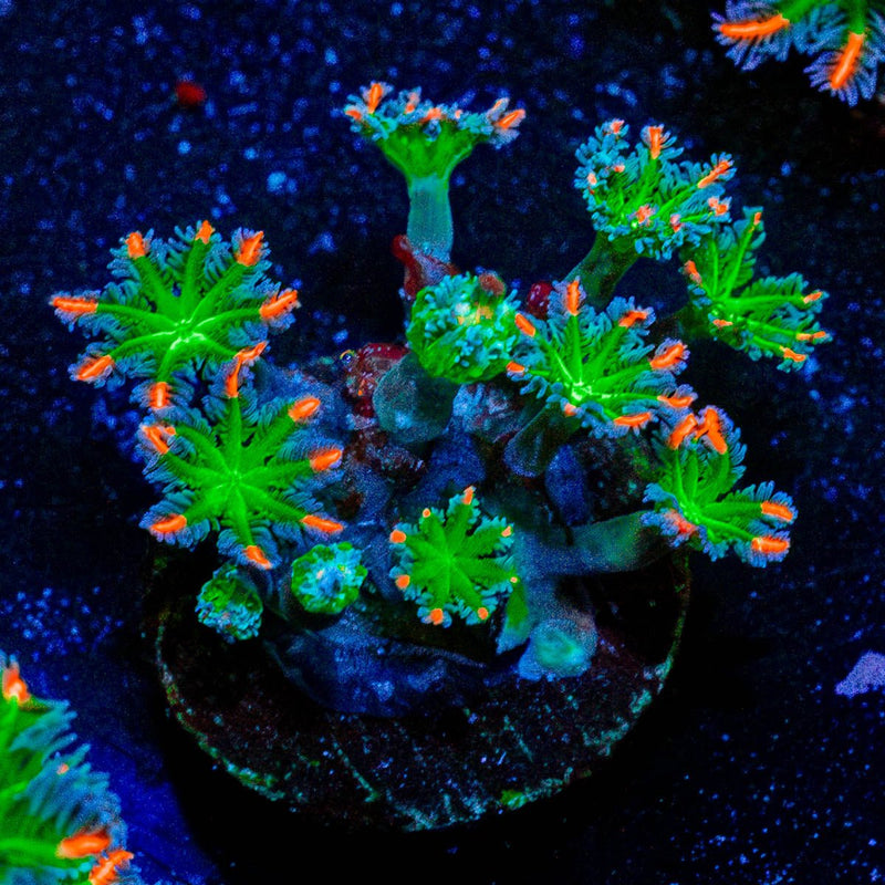 ARC Firework Clove Polyps