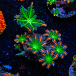 ARC Firework Clove Polyps - riptide aquaculture llc