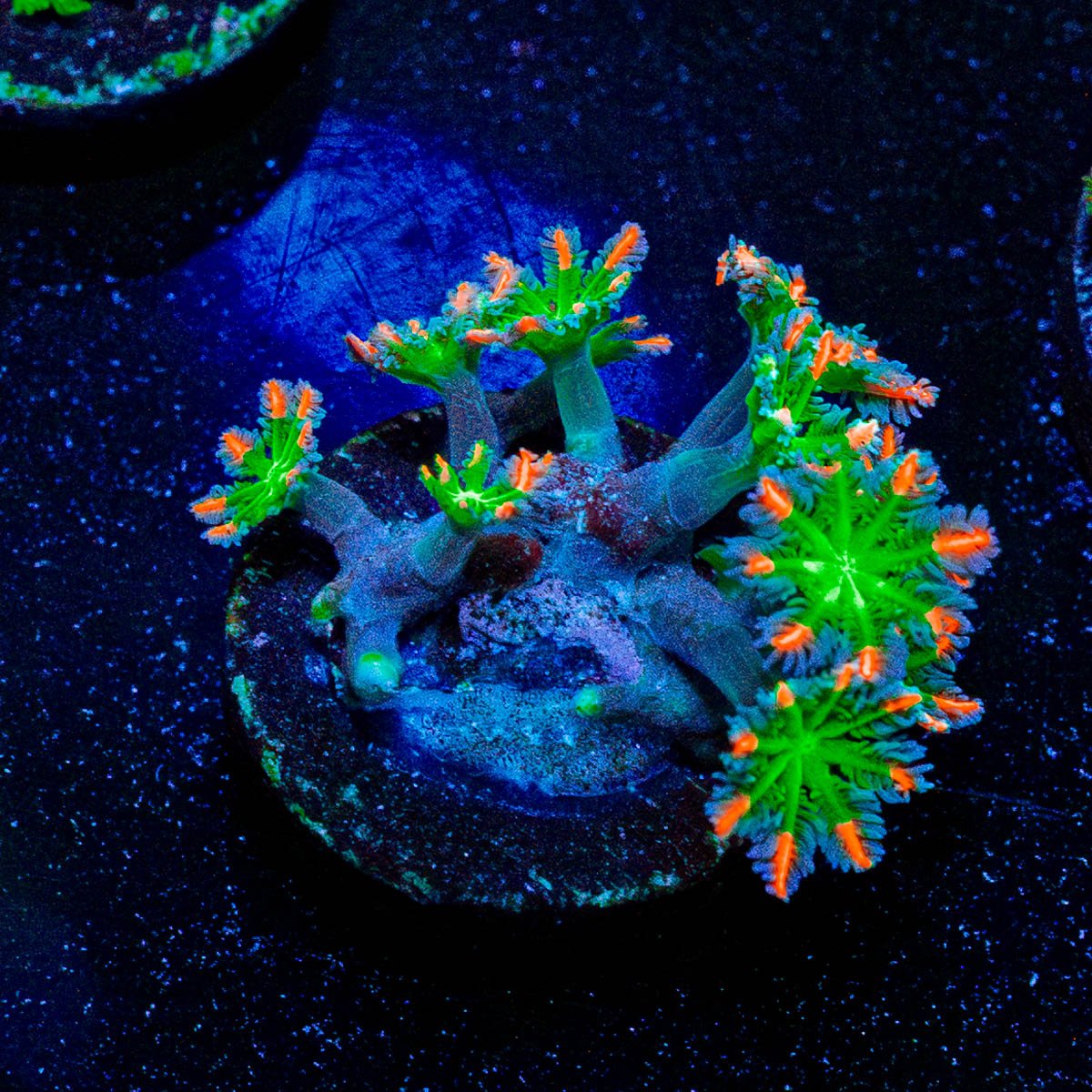 ARC Firework Clove Polyps - riptide aquaculture llc
