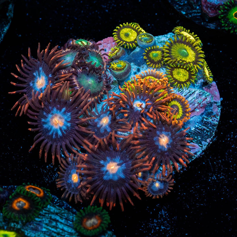 Zoanthid Multi Plug