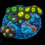 Zoanthid Multi Plug - riptide aquaculture llc