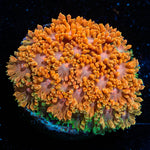 Laffy Taffy Barnardapora - riptide aquaculture llc