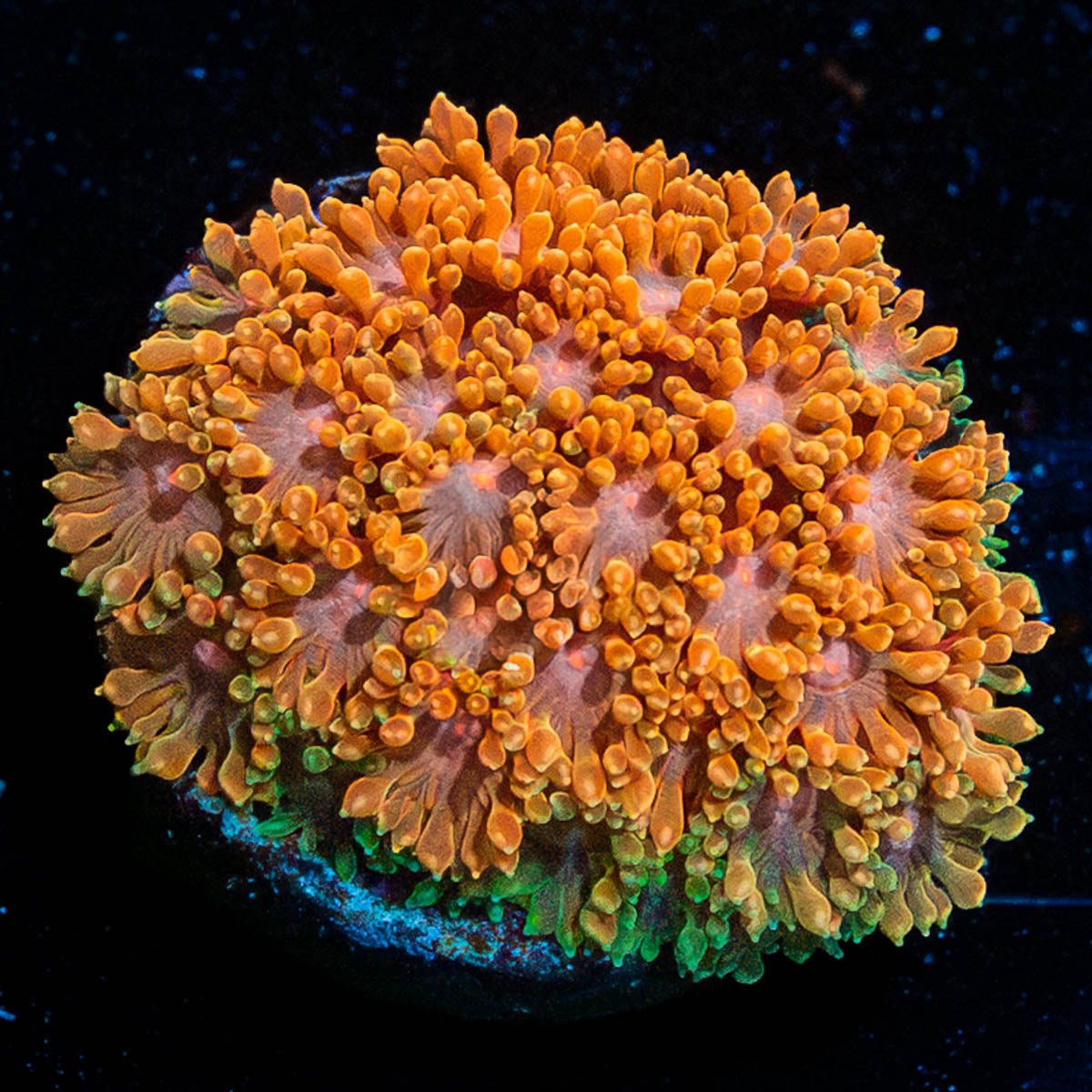 Laffy Taffy Barnardapora - riptide aquaculture llc