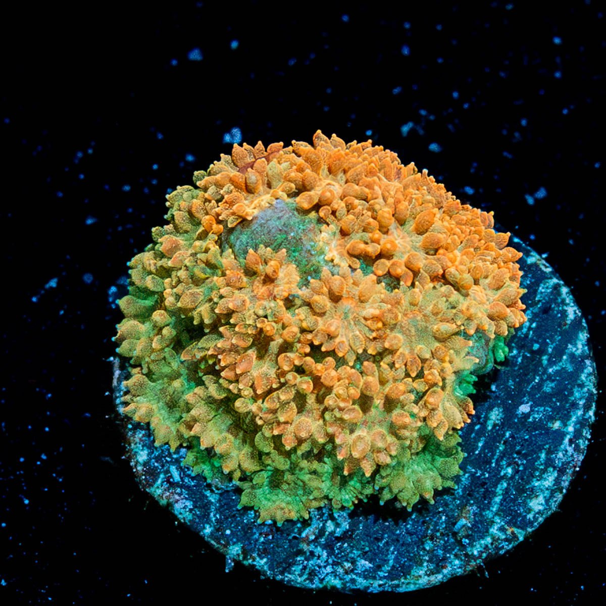 Laffy Taffy Barnardapora - riptide aquaculture llc