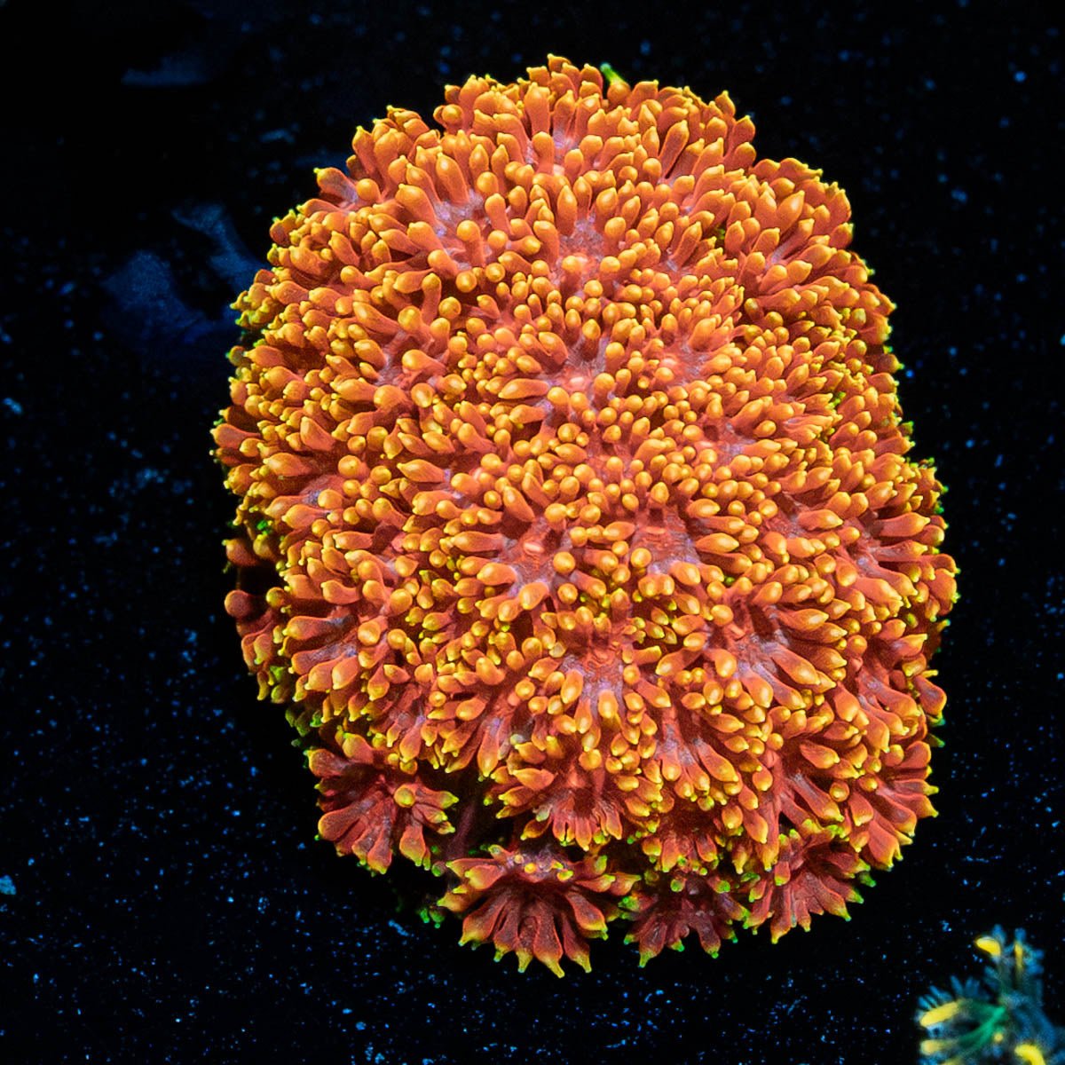 Rainbow Barnardapora - riptide aquaculture llc