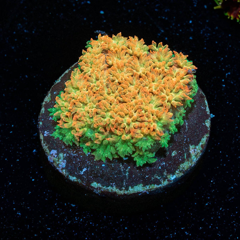 Captain Crunch Barnardapora