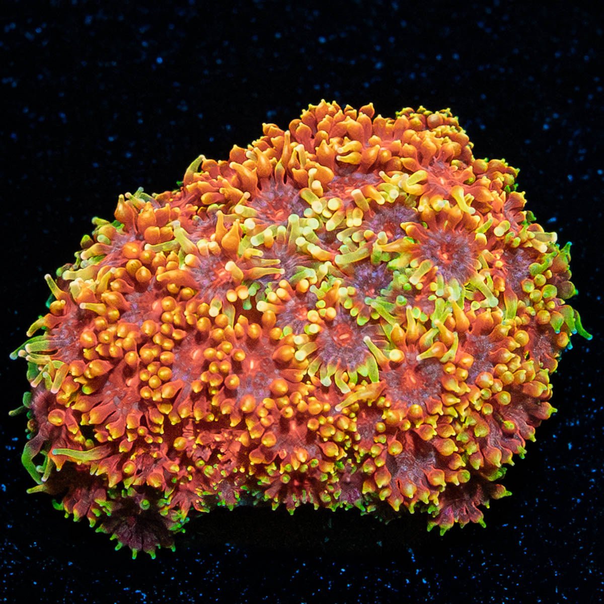 Rainbow Barnardapora - riptide aquaculture llc