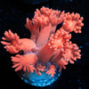 Red Goniopora - riptide aquaculture llc