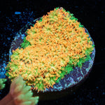 Captain Crunch Barnardapora - riptide aquaculture llc