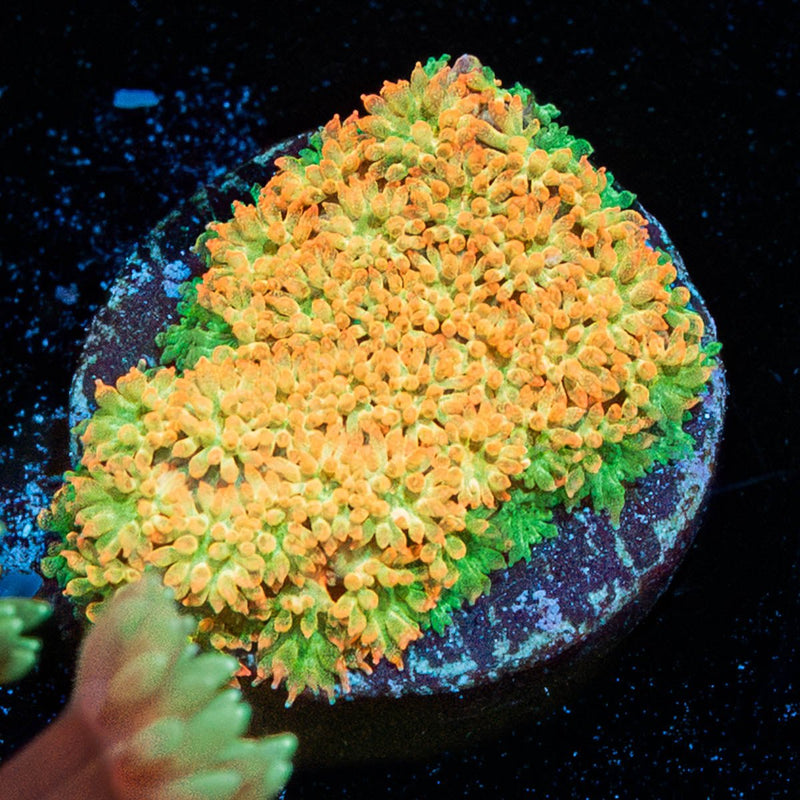 Captain Crunch Barnardapora