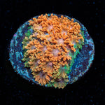 Laffy Taffy Barnardapora - riptide aquaculture llc