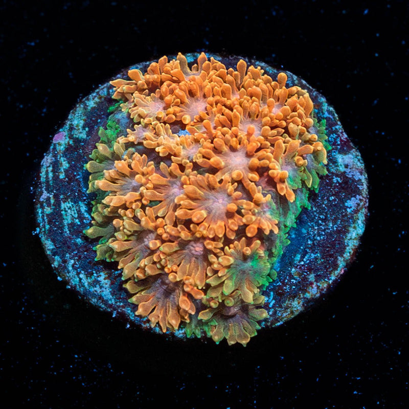 Laffy Taffy Barnardapora