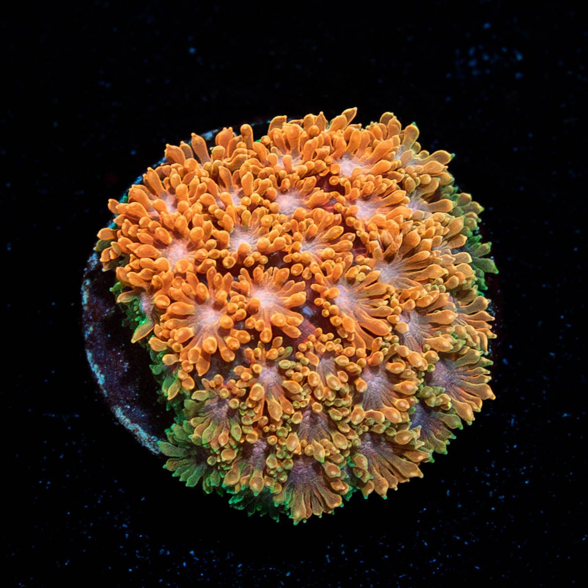 Laffy Taffy Barnardapora - riptide aquaculture llc