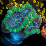 Acan Micromussa - riptide aquaculture llc