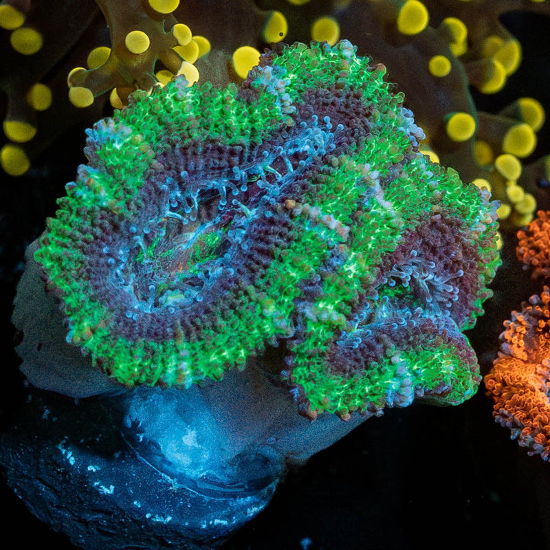 Acan Micromussa