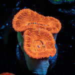 Acan Micromussa - riptide aquaculture llc