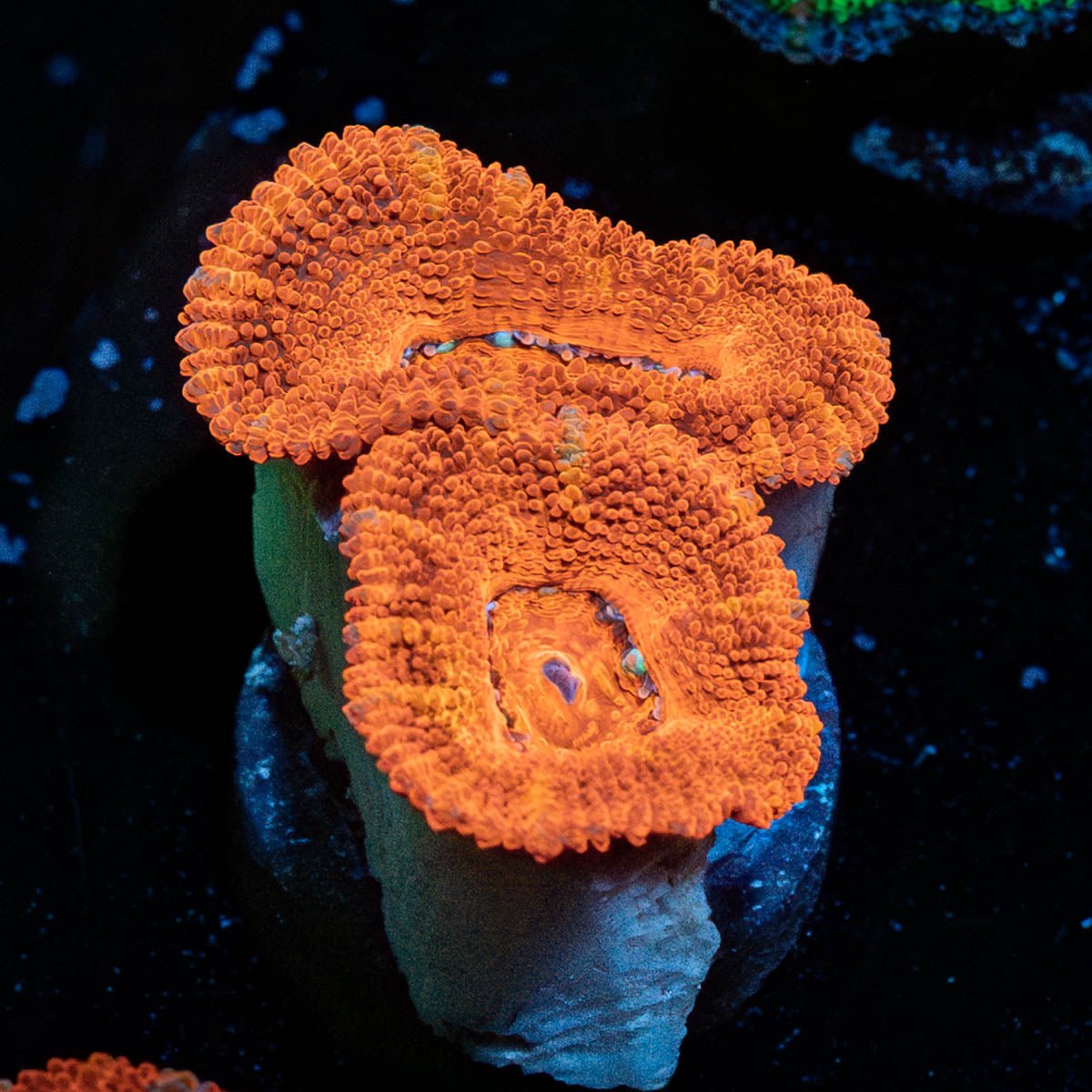 Acan Micromussa - riptide aquaculture llc