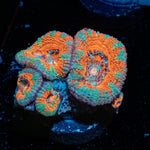 Acan Micromussa - riptide aquaculture llc