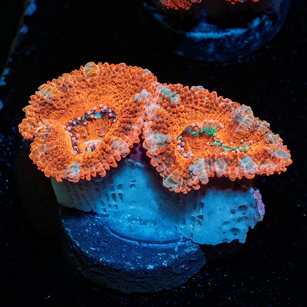 Acan Micromussa - riptide aquaculture llc