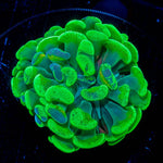 Ultra Splatter Hammer - riptide aquaculture llc