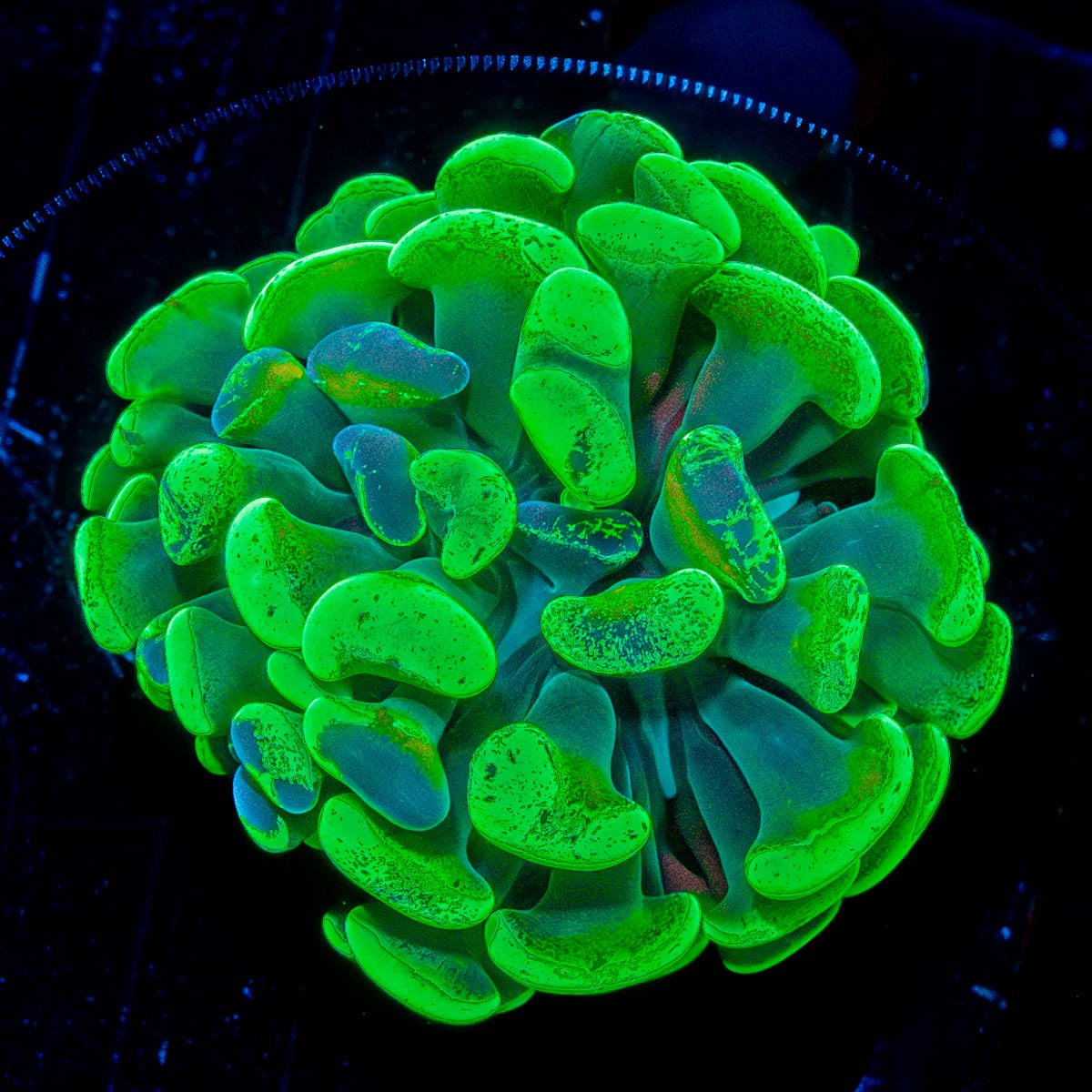 Ultra Splatter Hammer - riptide aquaculture llc