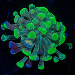 Ultra Splatter Hammer - riptide aquaculture llc