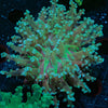 Neon Green OctoSpawn - riptide aquaculture llc