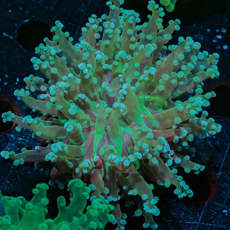 Neon Green OctoSpawn