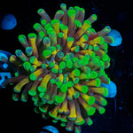 Sick and Twisted Hammer - riptide aquaculture llc