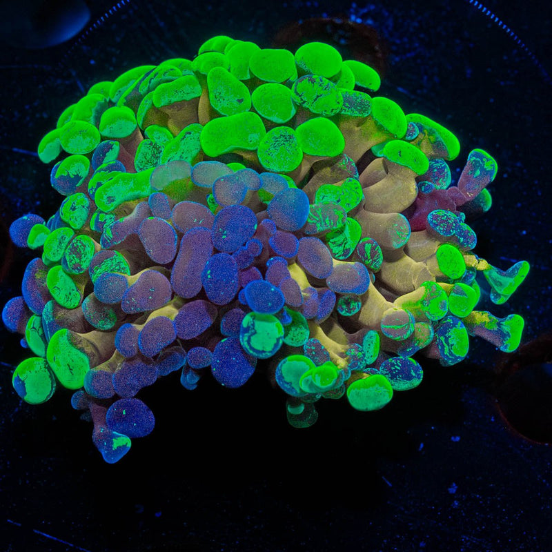 Sick and Twisted Hammer