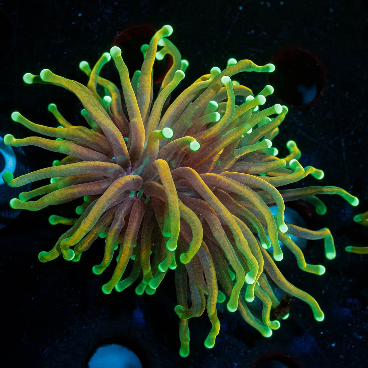 21 Tails Torch - riptide aquaculture llc