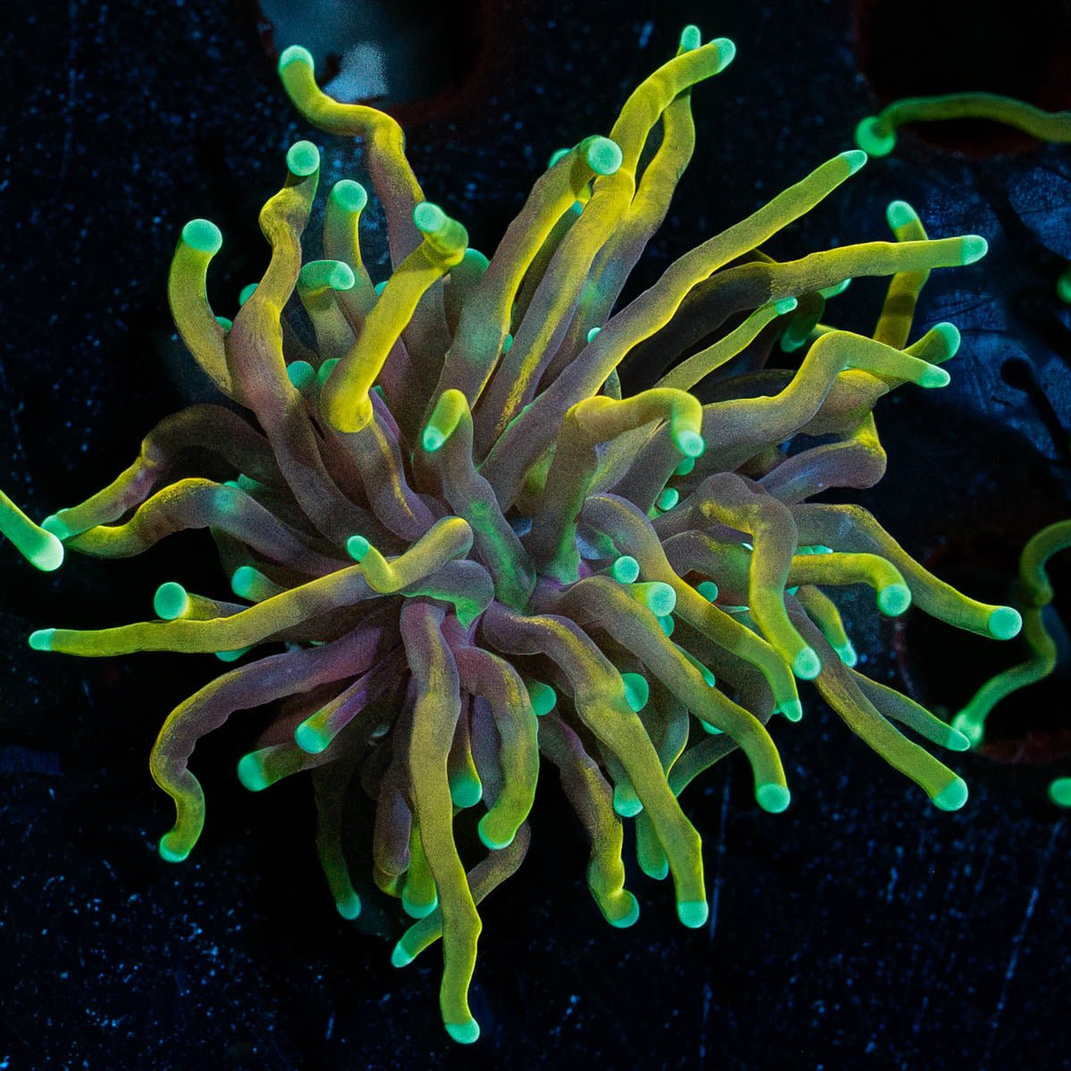 21 Taill Torch - riptide aquaculture llc