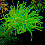 Holy Grail Torch - riptide aquaculture llc