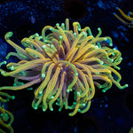 Blow Torch - riptide aquaculture llc