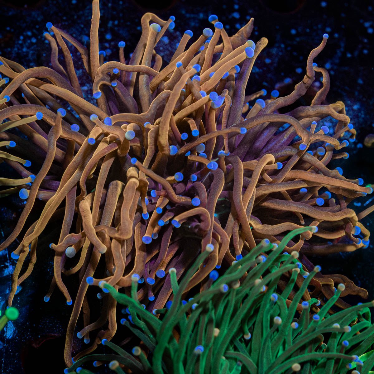 Indo Gold Torch - riptide aquaculture llc