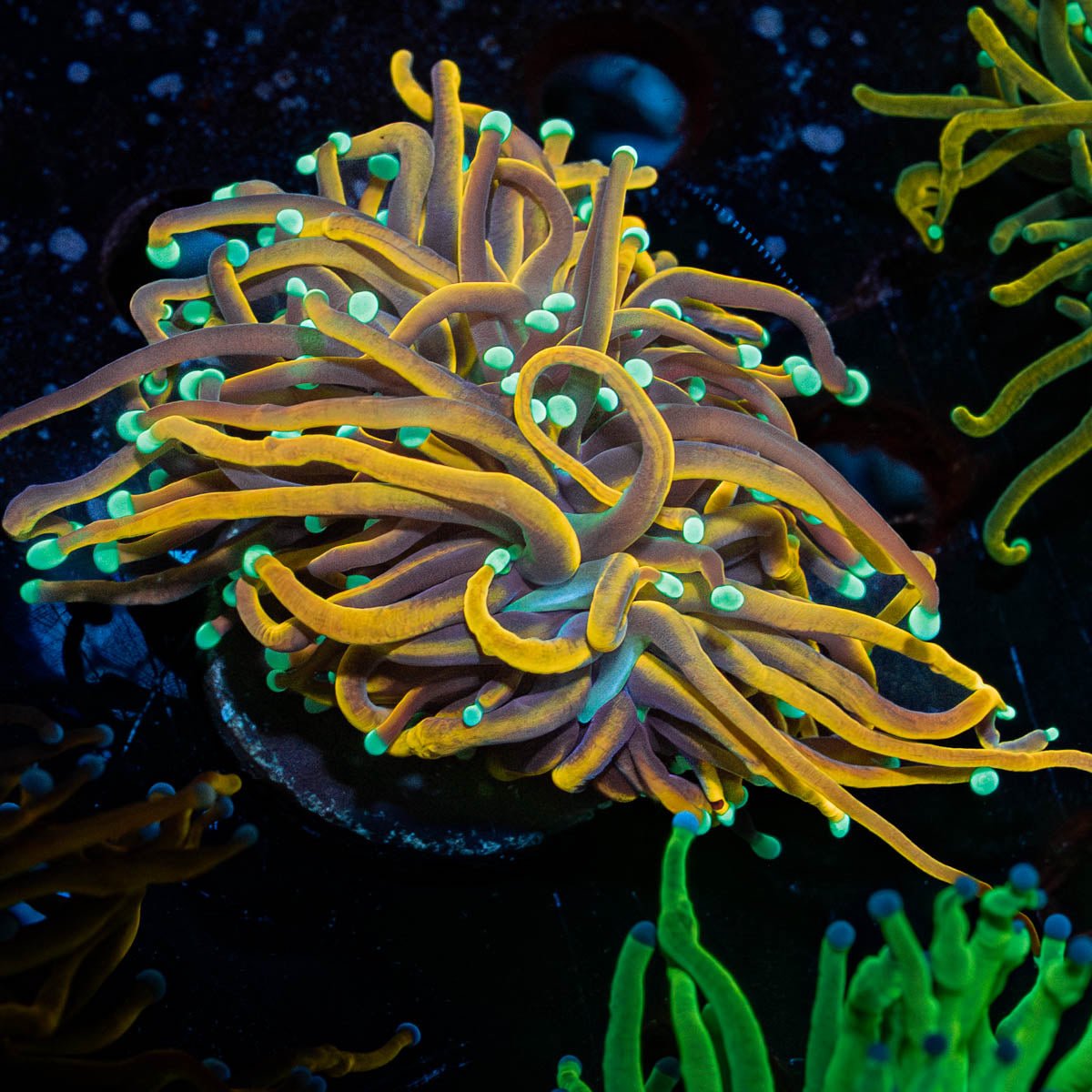 Jester Torch - riptide aquaculture llc