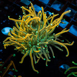 Dark Souls Torch - riptide aquaculture llc