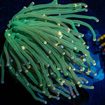 Bi - Color tip Torch - riptide aquaculture llc