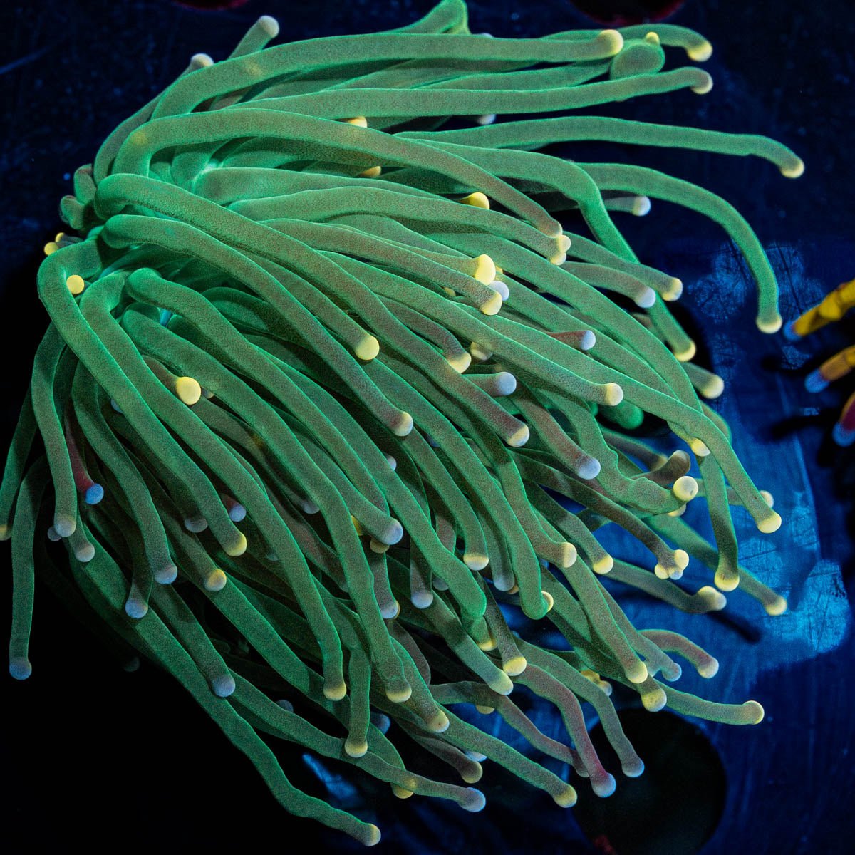 Bi - Color tip Torch - riptide aquaculture llc