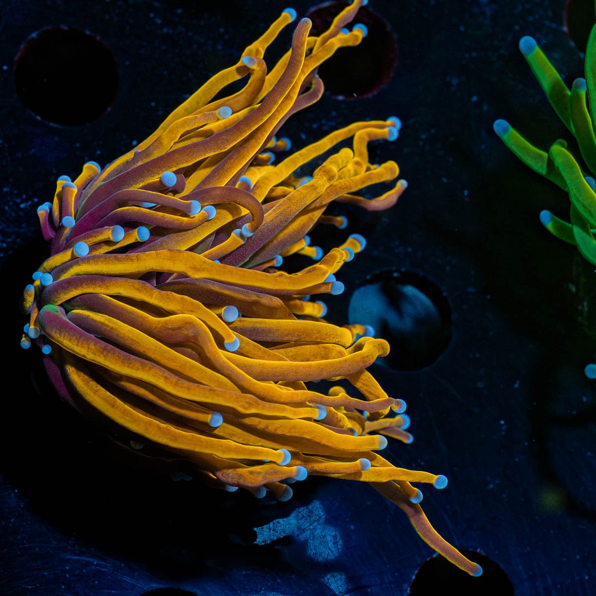 Gold Torch - riptide aquaculture llc