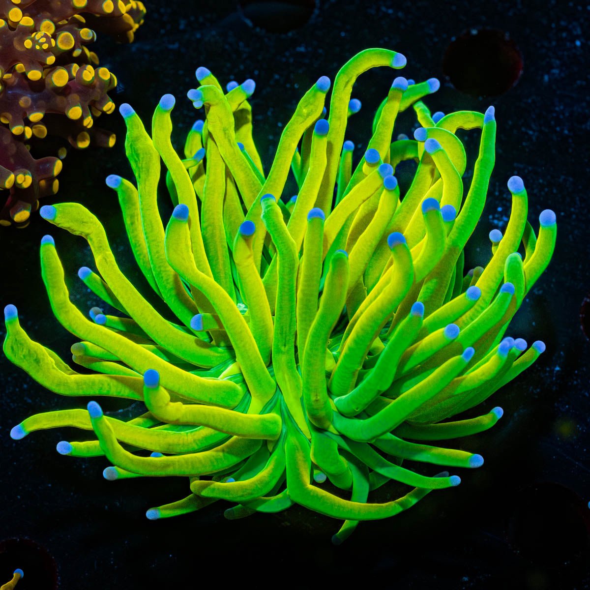 Holy Grail Torch - riptide aquaculture llc