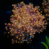 Peach FrogSpawn - riptide aquaculture llc