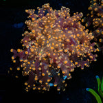 Peach FrogSpawn - riptide aquaculture llc