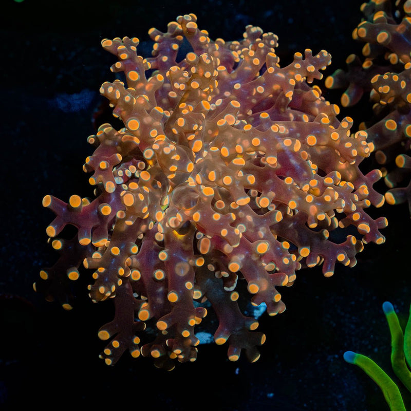 Peach FrogSpawn