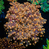 Peach FrogSpawn - riptide aquaculture llc