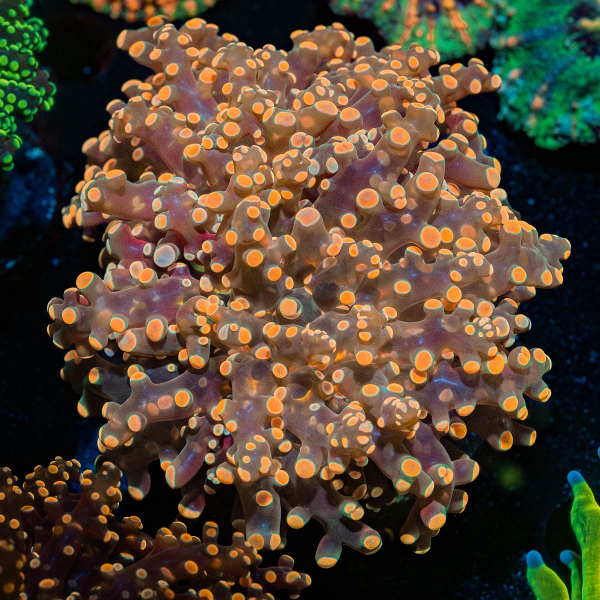 Peach FrogSpawn - riptide aquaculture llc